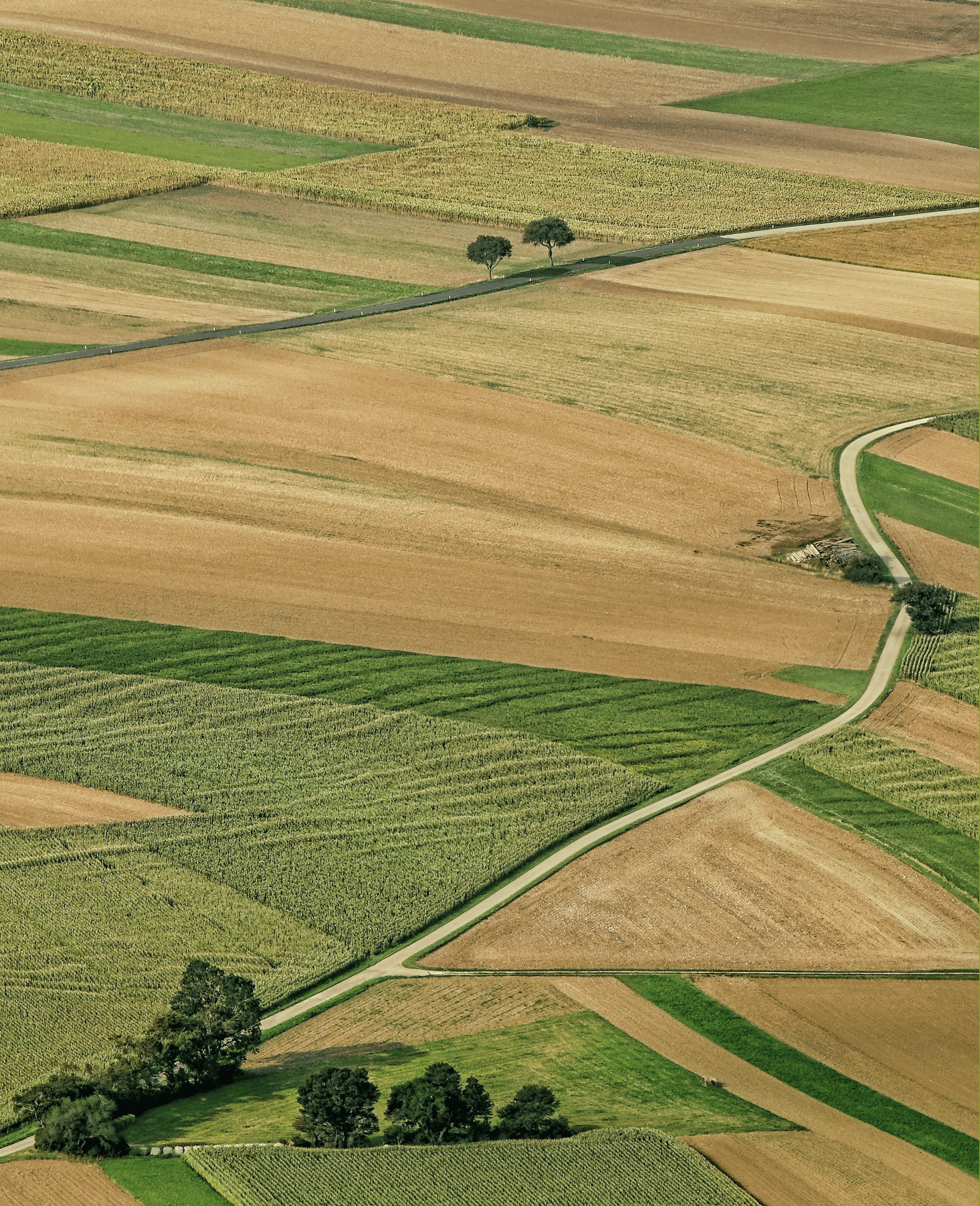 champs-pommes-de-terre